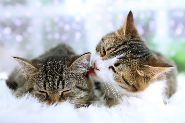 Two Cats Cleaning each other