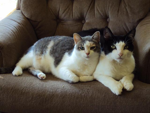 Two cats on couch