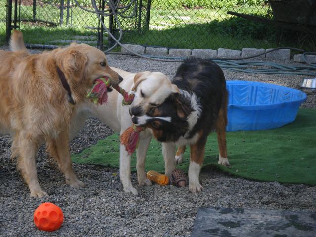 Dogs Playing