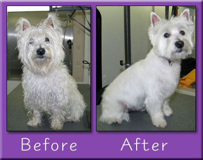 Before and after grooming