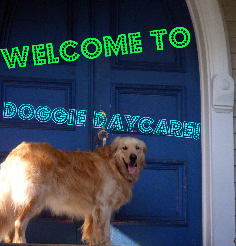 Welcome to Doggie Daycare