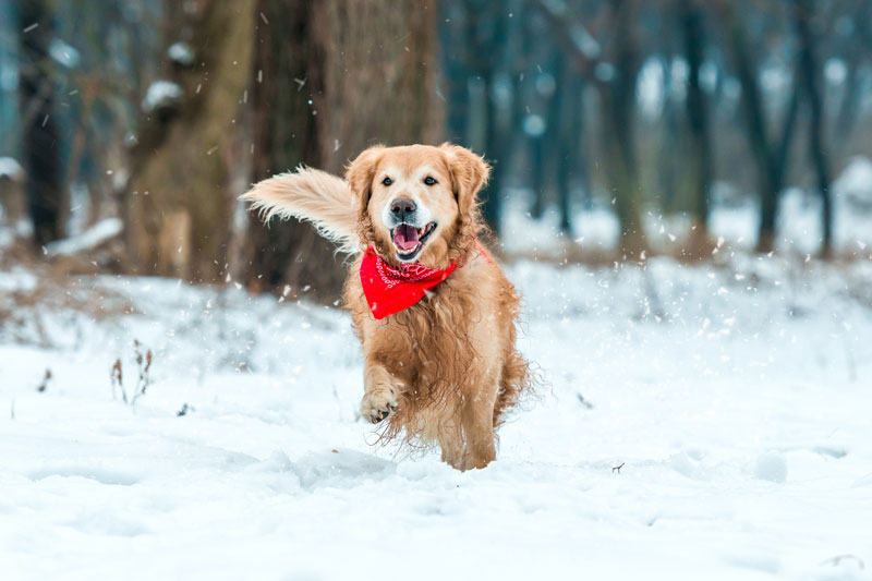 Golden Retriever running in the snow